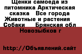 Щенки самоеда из питомника Арктическая сказка - Все города Животные и растения » Собаки   . Брянская обл.,Новозыбков г.